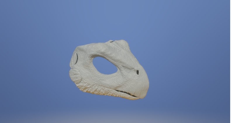 May include: A white, 3D printed dinosaur skull model. The skull is detailed with textured skin and a toothy jaw.