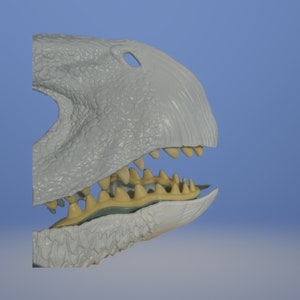 May include: Close-up side view of a gray dinosaur skull with a row of yellow teeth. The dinosaur's mouth is slightly open, revealing the teeth.
