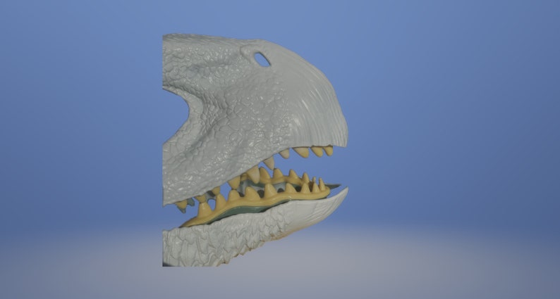 May include: Close-up side view of a gray dinosaur skull with a row of yellow teeth. The dinosaur's mouth is slightly open, revealing the teeth.