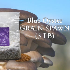 May include: A clear plastic bag of Blue Oyster grain spawn, with a purple label, sits in front of a cluster of brown oyster mushrooms. The text "Blue Oyster GRAIN SPAWN (3 LB)" is displayed in white.