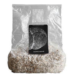 Gland crinière de lion - 3 lb