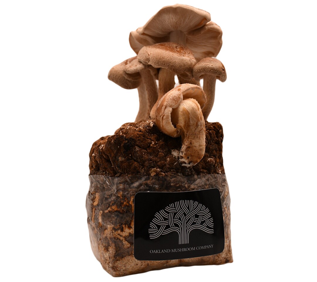 Shiitake Mushroom Grow Kit Etsy