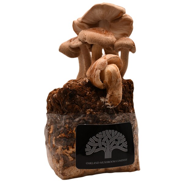 Shiitake Mushroom Grow Kit