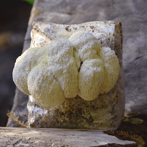 Lion's Mane Mushroom Grow Kit