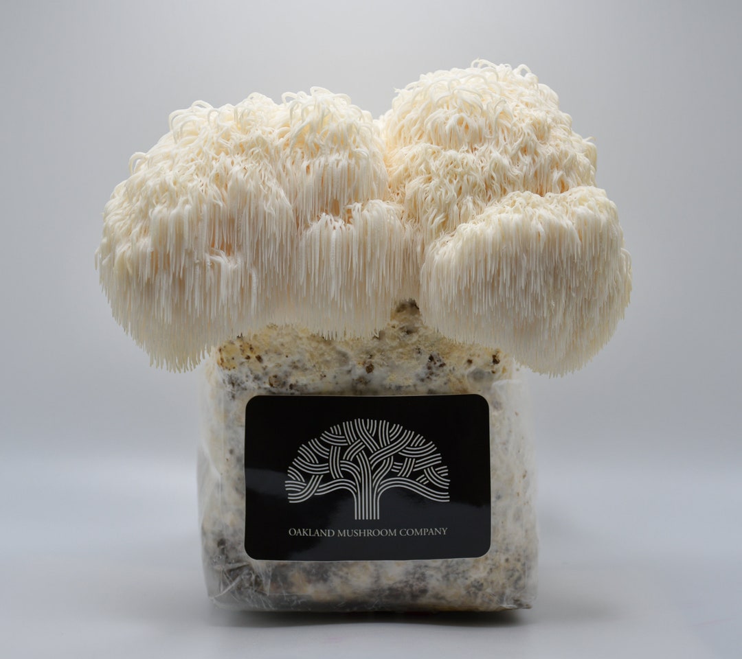 Lion's Mane Mushroom Grow Kit Etsy