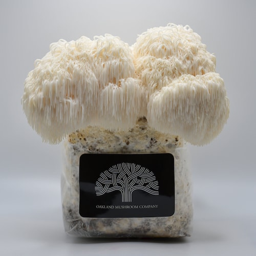 Lion's Mane Mushroom Grow Kit Etsy