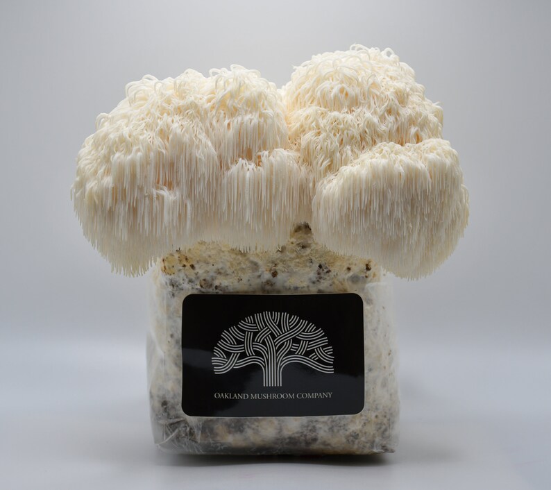 Lion's Mane Mushroom Grow Kit Etsy