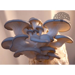 Blue Oyster Mushroom Grow Kit
