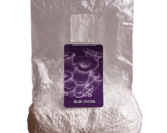 Blue Oyster Grain Spawn - 3lbs