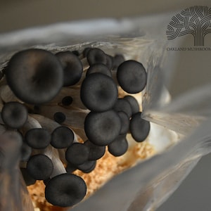Blue Oyster Mushroom Grow Kit