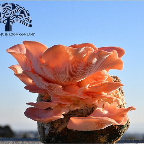 Morel Habitat Kit ® Morel Mushroom Grow Kit Etsy