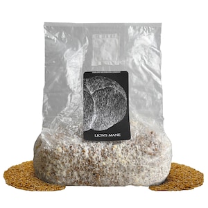 May include: A clear plastic bag containing a mushroom growing kit. A black label with the words "LION'S MANE" is attached to the bag. The kit is surrounded by a bed of golden grains.