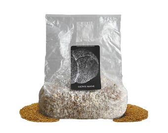 Lion's Mane Grain Spawn - 3lbs