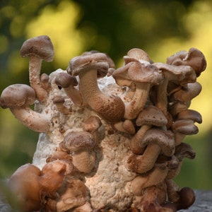 Shiitake Mushroom Grow Kit
