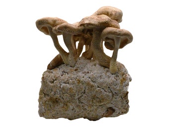Shiitake Mushroom Grain Spawn - 1 lb. Ready to Use - Djibouti