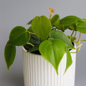 May include: A green houseplant with heart-shaped leaves in a white ribbed ceramic pot. The plant is growing in a white pot with vertical ridges.