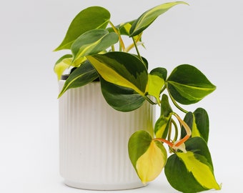 Philodendron Brazil | Houseplant | Indoor Plant | Housewarming Gift | Home Decor