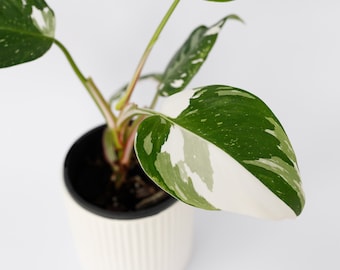 Philodendron White Princess | House Plants | Indoor Plants | Rare Plants | Variegated Plant