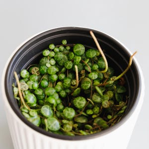 String of Turtles | Peperomia Prostrata | Succulent | Indoor Plants | House Plants | Home Decor