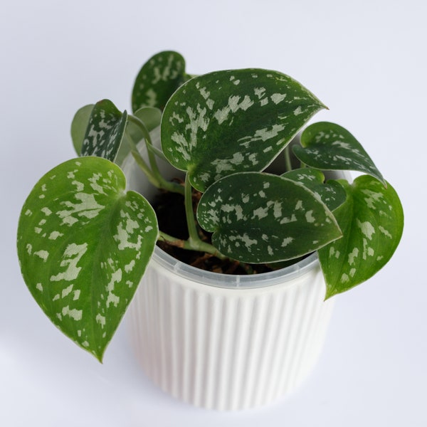 Satin Pothos | Scindapsus Pictus Argyraeus | Houseplant | Indoor Plant | Home Decor | Housewarming Gift | Gift ideas