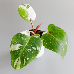 Philodendron White Princess | House Plants | Indoor Plants | Rare Plants | Variegated Plant