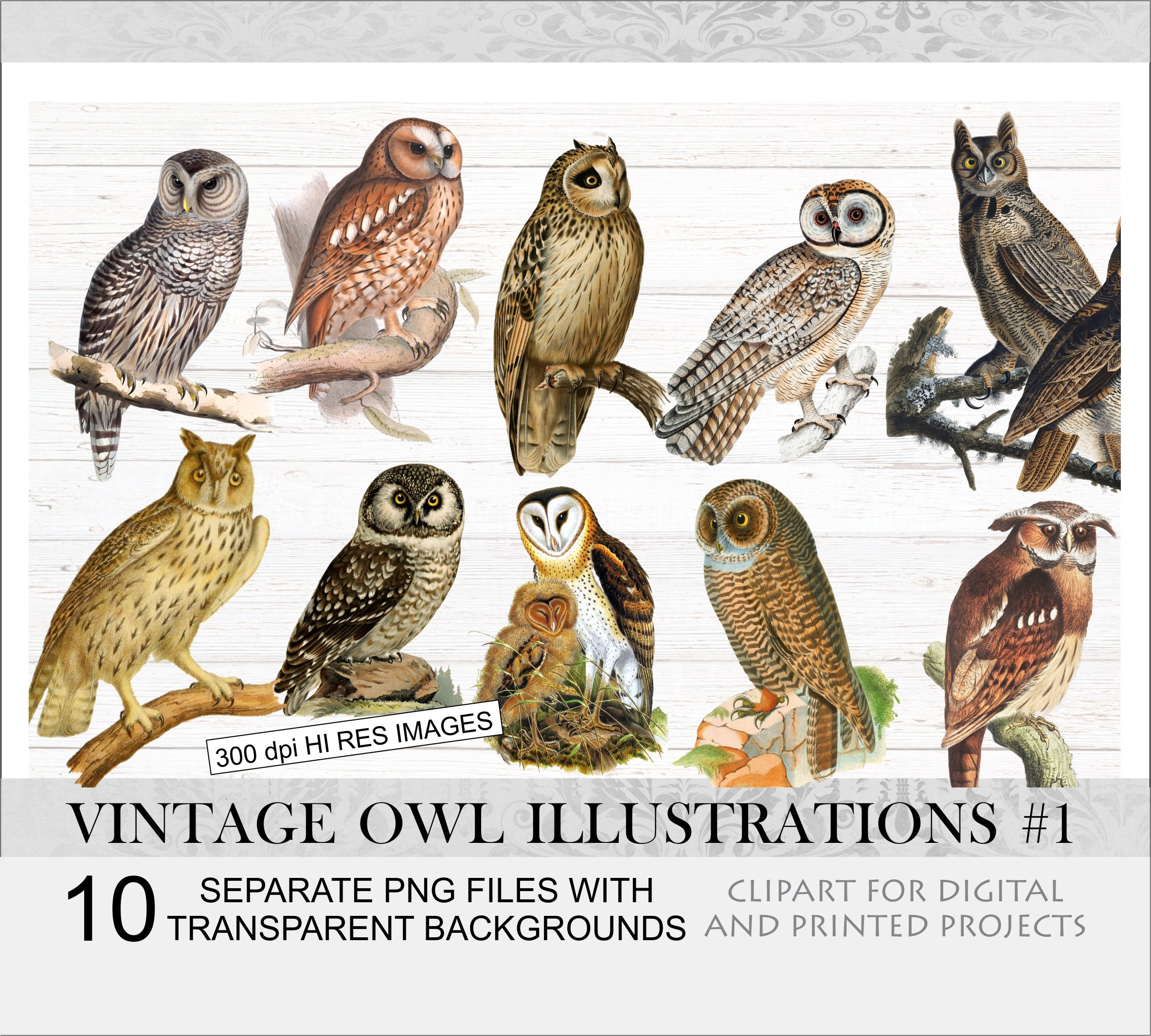 Vintage Owl Clipart Set.10 PNG Bird Illustrations.antique Owl Images for  Nature Art Prints.vintage Bird Print.barn Owl Illustration. - Etsy, image size:2366x2130