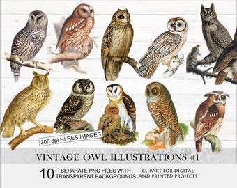 Vintage owl clipart.Bird illustrations. Vintage bird print. Antique owl print. Barn owl illustration. Owl png.Snowy owl. Digital download
