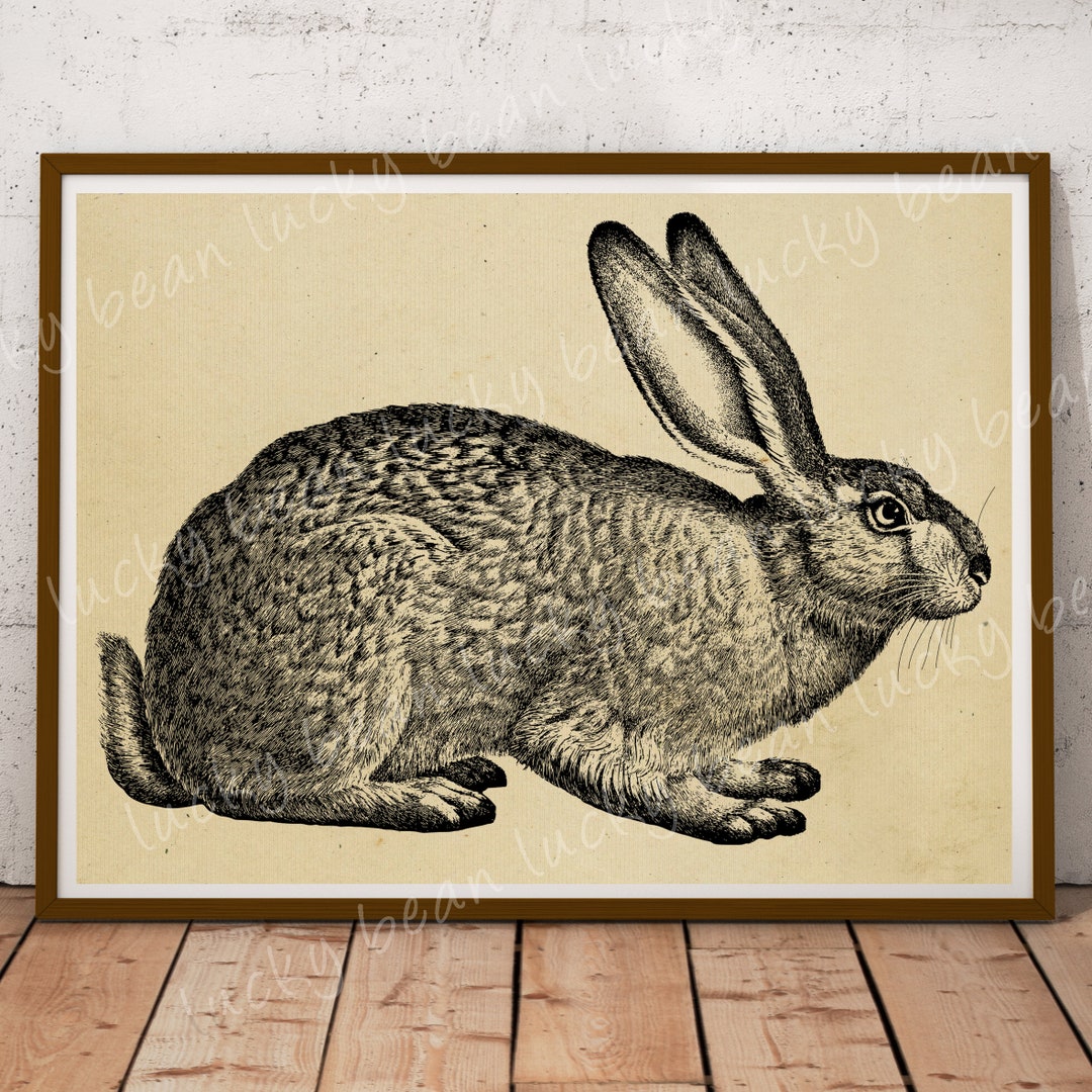 Rabbit Clipart.vintage Rabbit.hare Illustration.vintage Rabbit Print