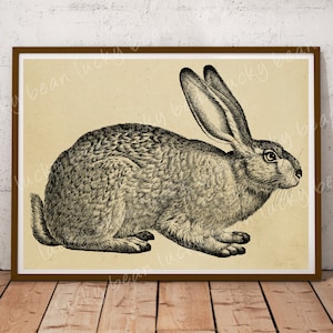 Rabbit clipart.Vintage rabbit.Hare illustration.Vintage rabbit print.Antique rabbit print.Victorian rabbit art.Antique hare.Farmhouse decor.