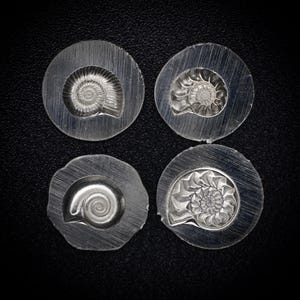 Placa de granalla Gemina Mini Ammonites / Placa de granalla de acero / Herramientas para la fabricación de joyas / Troqueles de impresión para joyeros, plateros y joyeros