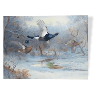 Black Grouse – A. Thorburn