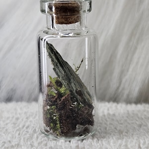Miniature Terrarium - Garden in a Jar - Medium Size