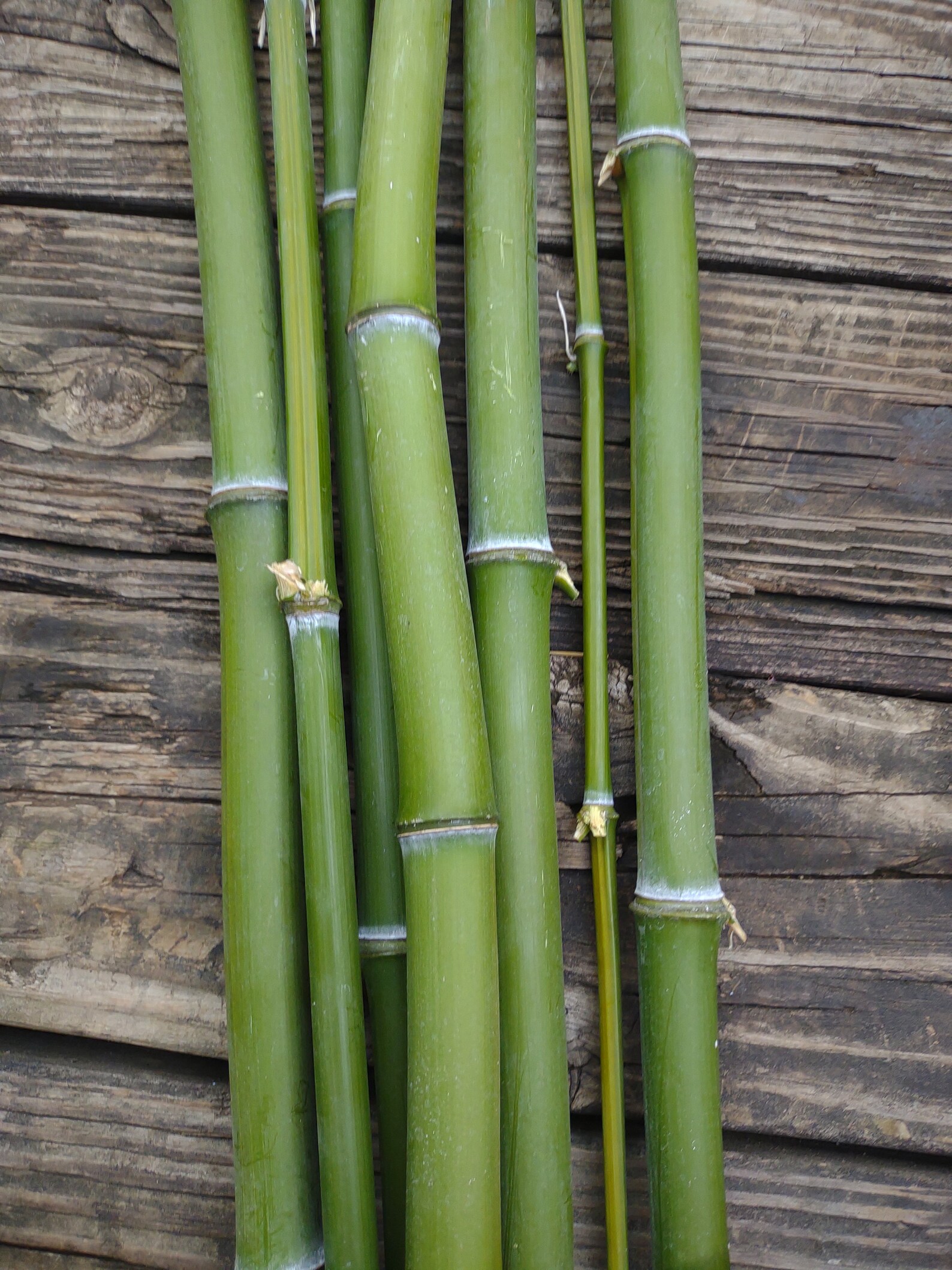 Natural River Cane Bamboo Etsy