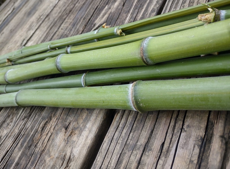 Natural River Cane Bamboo Etsy