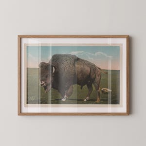 Impression d'art sur papier d'extérieur rétro Great Plains Buffalo, impressions murales d'extérieur, décoration de bureau à domicile, art mural nature, carte postale vintage