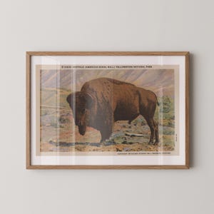 Yellowstone Buffalo Retro Natur Fine Art Papierdruck, Outdoorsy Wanddruck, Haus Büro Dekor, Natur Wandkunst, Vintage Postkarte