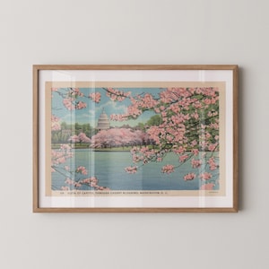 Vintage landscape postcard print of the U.S. Capitol Building's dome framed by blooming pink cherry blossom trees, Washington, D.C. Printed as a giclée fine art print on archival matte paper.