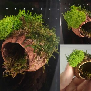 May include: A small, hollowed-out, brown, wooden object with a round opening. The object is covered in green moss.