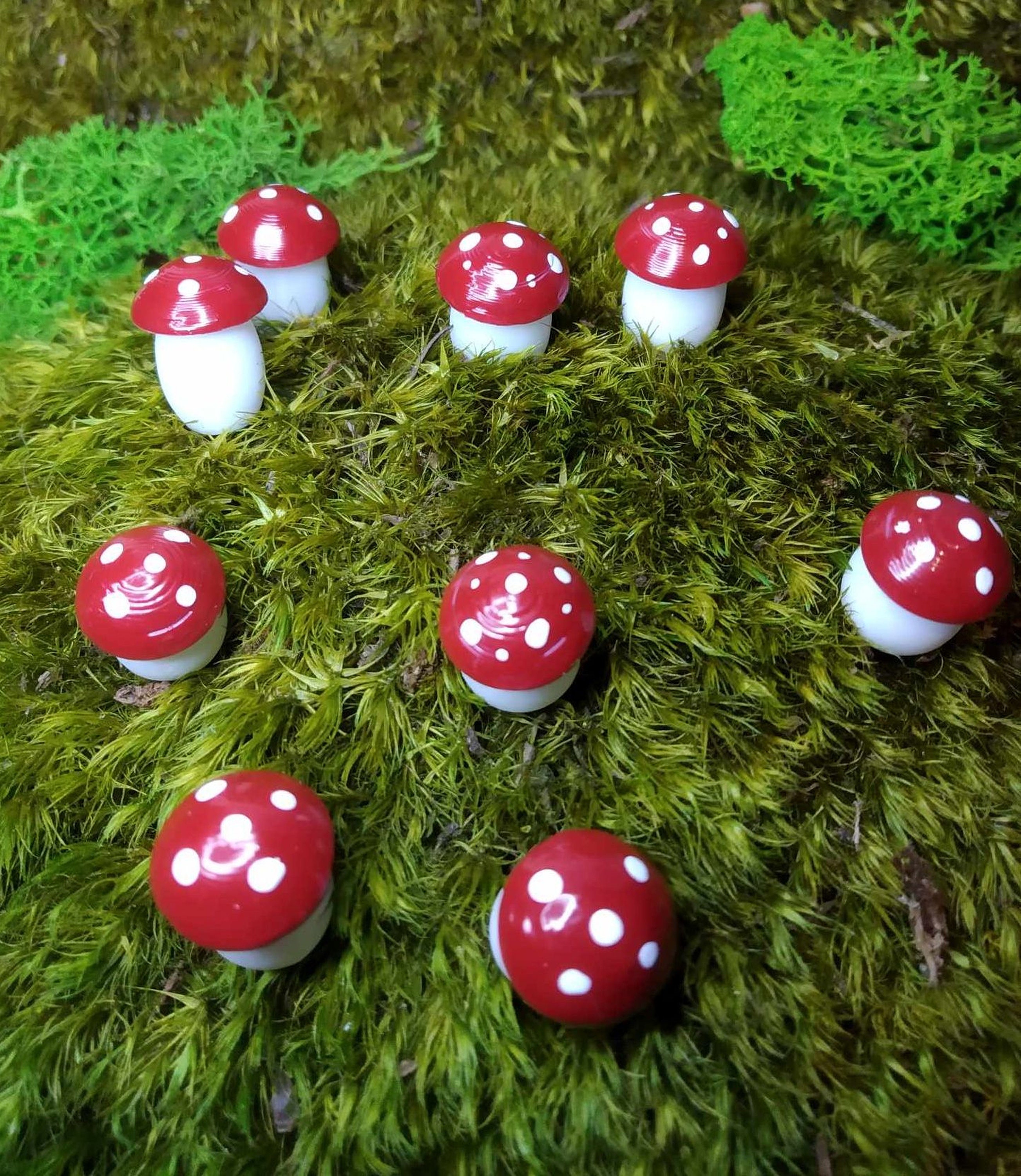 Jumping spider enclosure themed - België