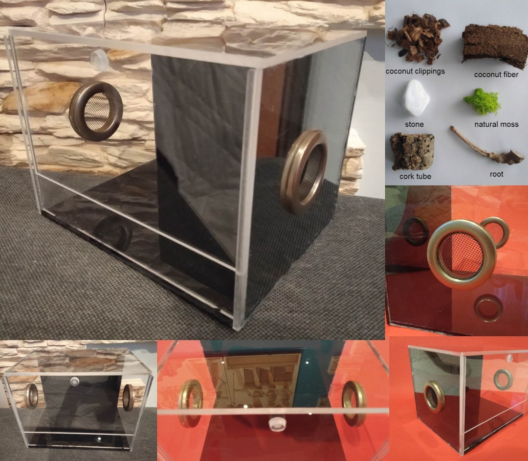 Unique Terrarium With Black Plexiglass. Terrarium for Tarantulas ...