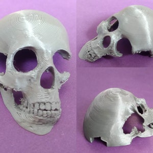 May include: A 3D printed model of a human skull with missing sections, revealing the interior. The skull is a light grey colour and has a textured surface.