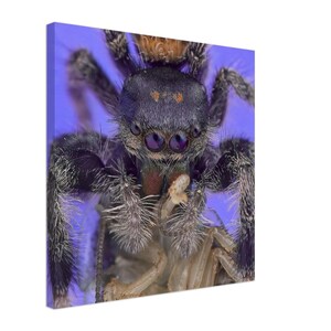 Jumping Spider Canvas Print: Jumping Spider Eating