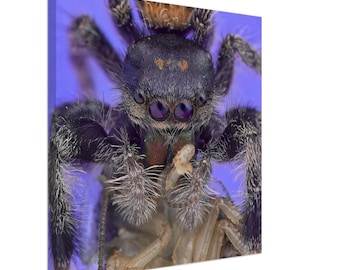 Puede incluir: Primer plano de una araña saltarina negra y morada con grandes ojos iridiscentes. La araña está posada sobre una flor morada y sus patas están extendidas.