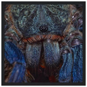 Classic Semi-Glossy Paper Wooden Framed Poster | Green Bottle Blue (GBB) Tarantula