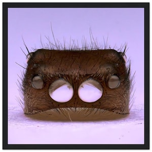 Classic Semi-Glossy Paper Wooden Framed Poster | Jumping Spider Helmet