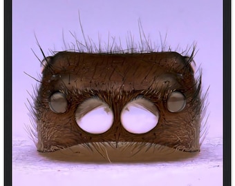 Puede incluir: Primer plano de la cara de una araña, mostrando sus ocho ojos. Los ojos son grandes y redondos, y la cara de la araña está cubierta de pelos finos.