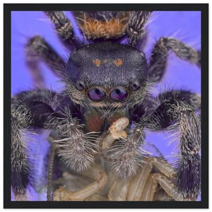 Classic Semi-Glossy Paper Wooden Framed Poster | Jumping Spider Eating