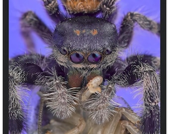 Puede incluir: Primer plano de una araña saltarina en un marco negro. La araña tiene un cuerpo oscuro con marcas naranjas y ojos grandes y morados. Sus patas están cubiertas de finos pelos. El fondo es de color lila claro.