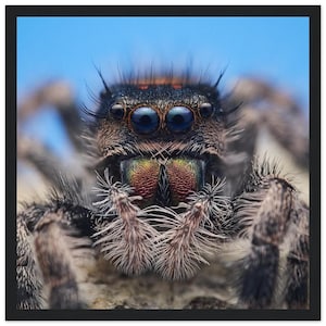 Classic Semi-Glossy Paper Wooden Framed Poster | Jumping Spider