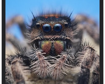 Puede incluir: Primer plano de una araña saltarina con grandes ojos azules y patas peludas. La araña está mirando a la cámara con la boca abierta.
